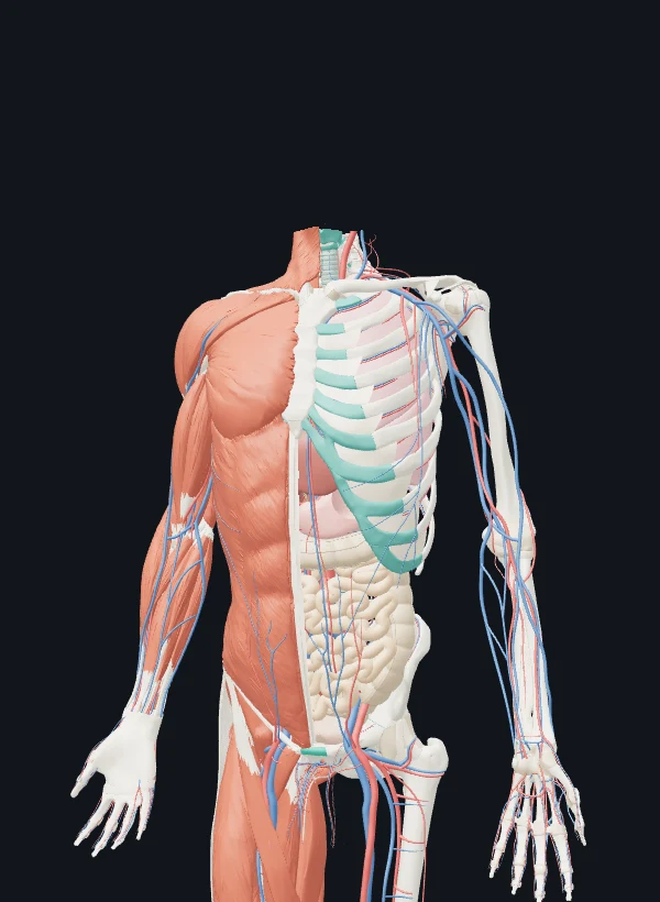 Torso con músculos y huesos por capas