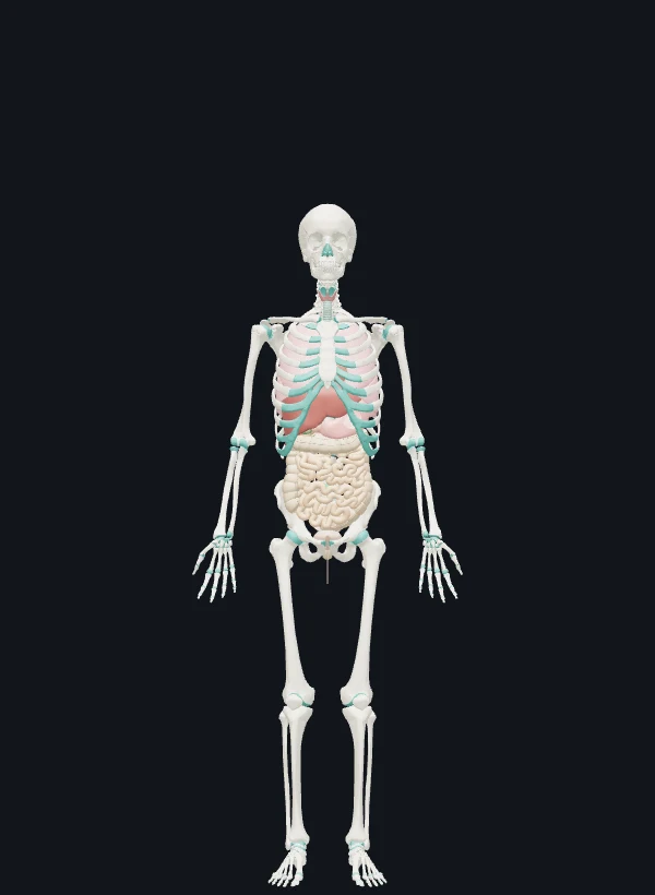 Sistemas y órganos internos del cuerpo
